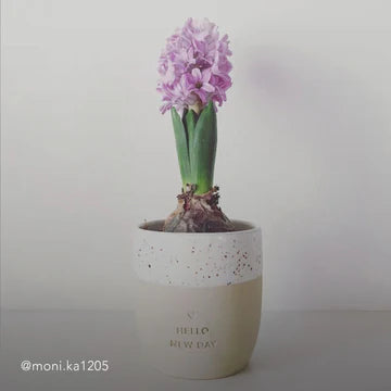 Eulenschnitt Mok 'Hello New Day'