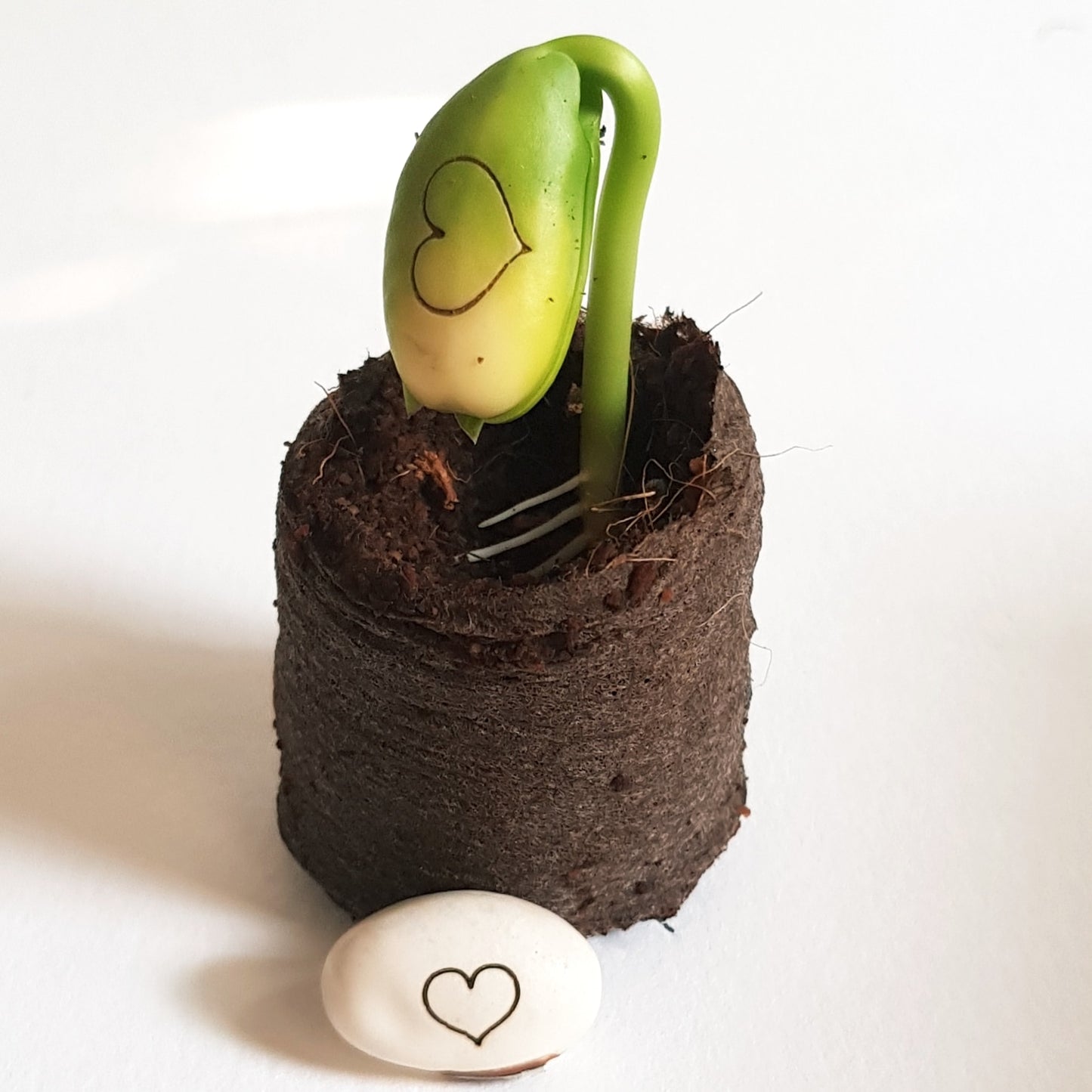 Kop op - Doosje 'Love you to the moon and back'