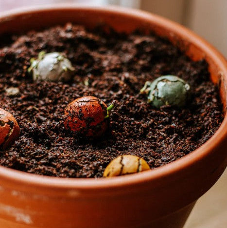 Blossombs Gift Box Mini met 4 bloembommetjes - Lucky Gardening