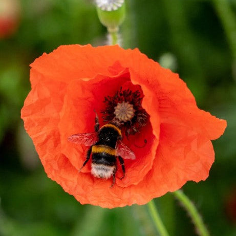 Blossombs Gift Box Mini met 4 bloembommetjes - Lucky Gardening