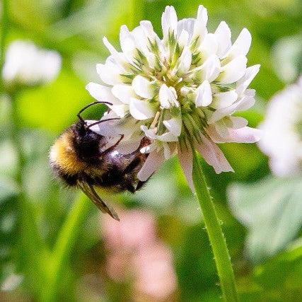 Blossombs Gift Box Medium "Bloemen voor jou" met 9 zaadbommetjes